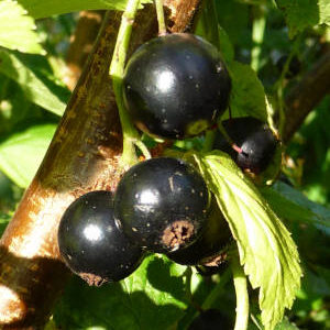 Zwarte bes - Ribes nigrum