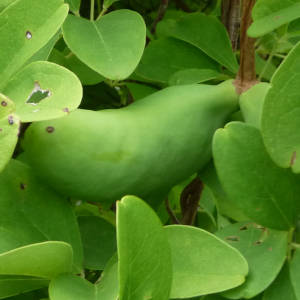 Akebia