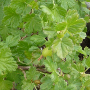 Kruisbes