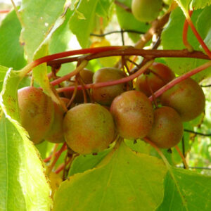 De kiwibessen van de kiwibes Pink Beauty