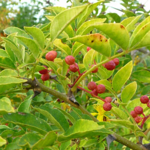 Peperboom