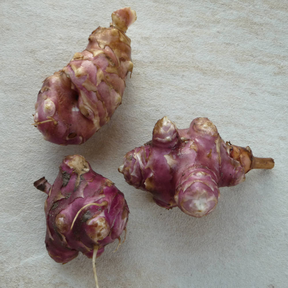 knollen van de aardpeer Patate