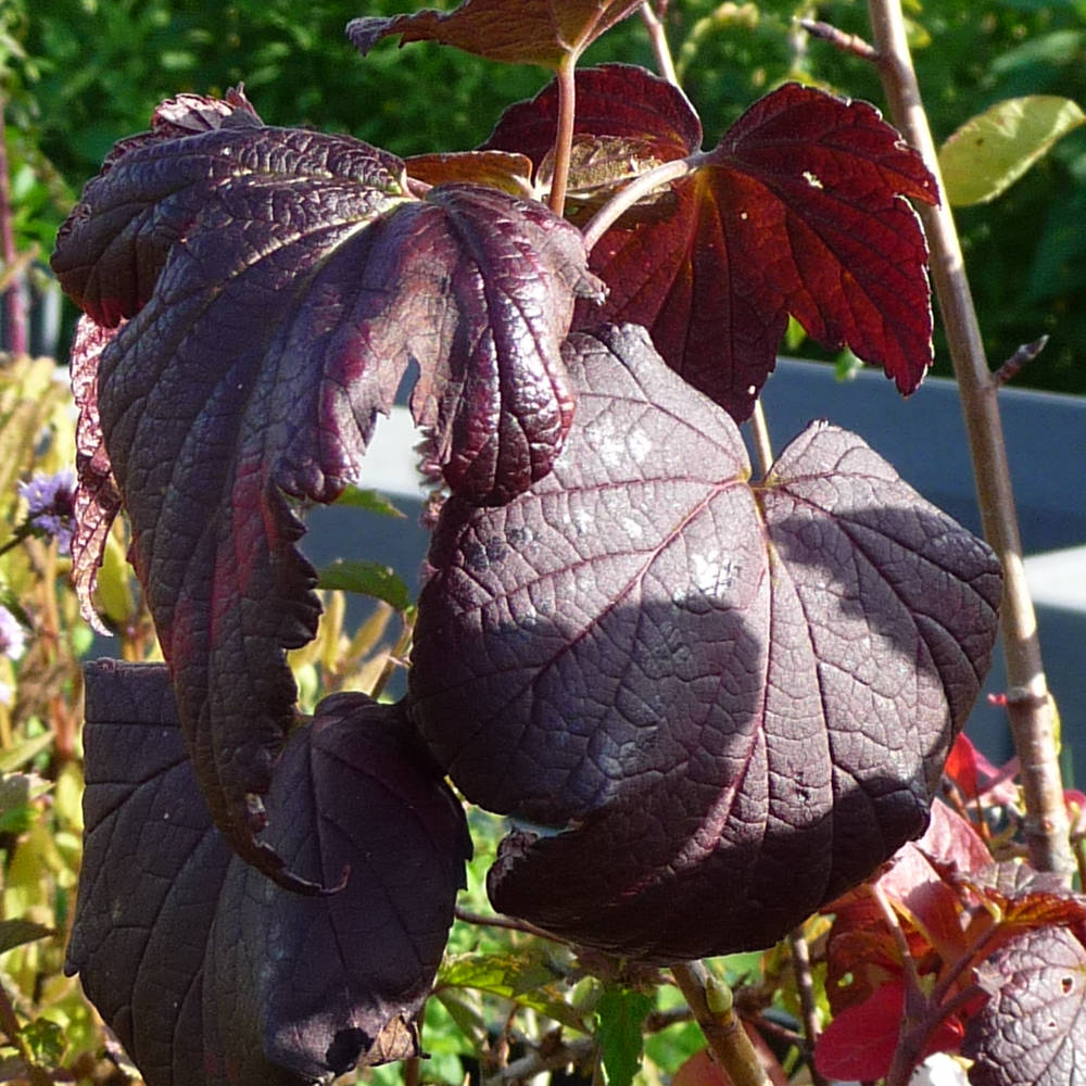 Het roodkleurig blad van de zwarte bes Black n Red