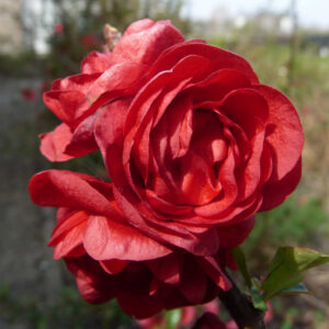 Chinese sierkwee (Chaenomeles speciosa)
