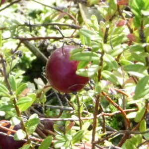 Cranberry Big pearl