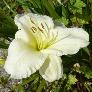 Daglelie Joan Senior