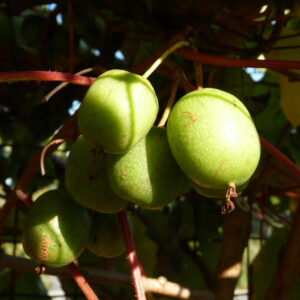 De eetbare vruchten van de kiwibes Geneva