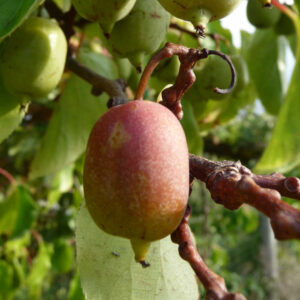 De rode eetbare vruchten van de kiwibes Hardy red
