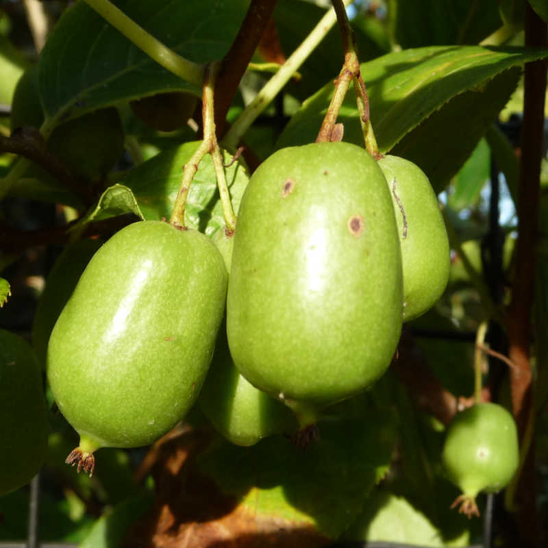 Kiwibes Issai
