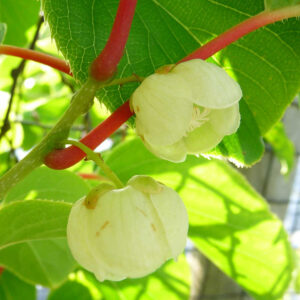 De bloemen van de kiwibes Jade Moon.