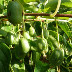 De groene eetbare vruchten van de kiwibes Jassai