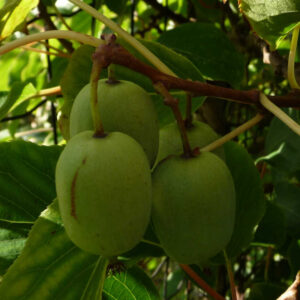 De eetbare vruchten van de kiwibes Jumbo