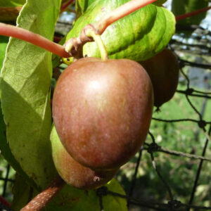 De eetbare vruchten van de kiwibes Mariered