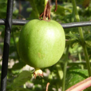 De eetbare vruchten van de kiwibes Marmelade