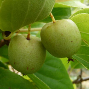 De eetbare vruchten van de kiwibes Molli