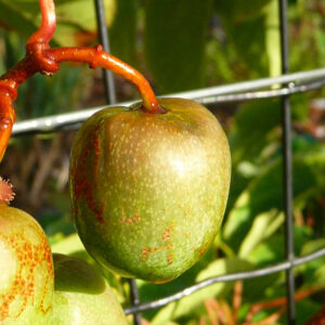 De eetbare vruchten van de kiwibes MSU