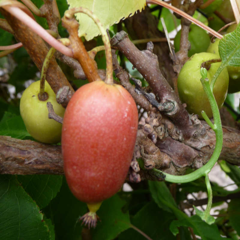 De rode eetbare kiwibessen van de kiwibes Red jumbo