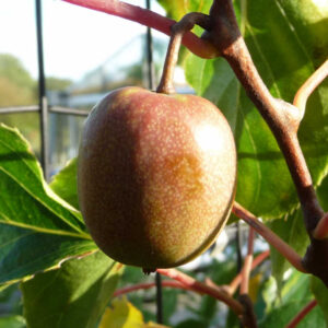 De eetbare vruchten van de kiwibes Rote Potsdammer.