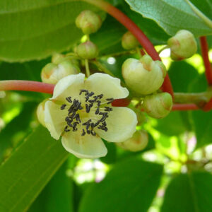 De bloemen van de kiwibes Strongly