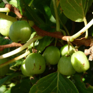 De eetbare vruchten van de kiwibes Vitikiwi