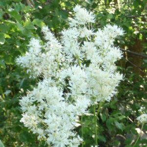 Knolspirea