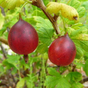 Kruisbes Captivator