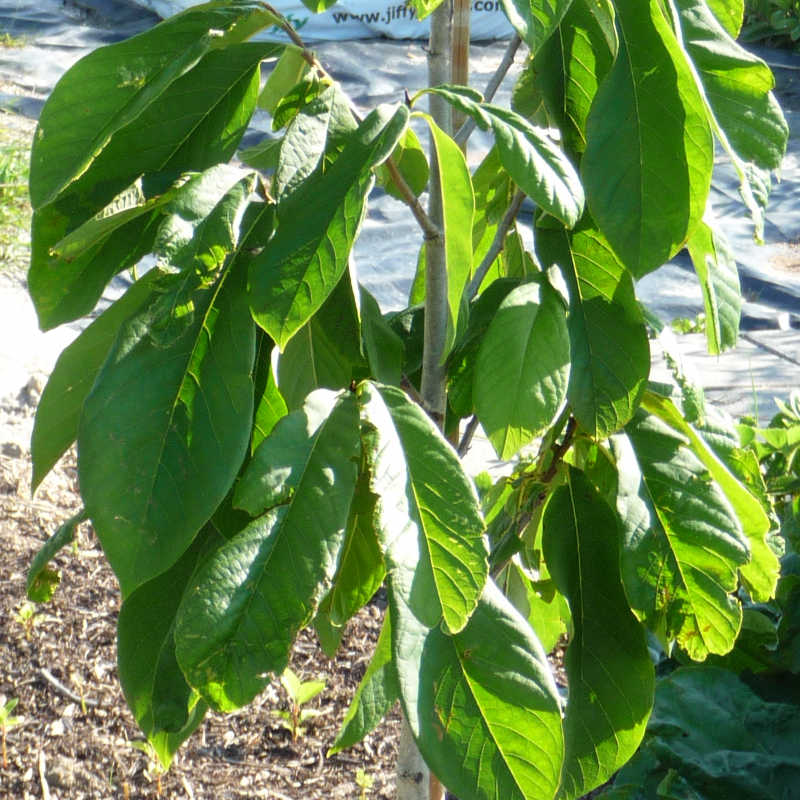 Het blad van de Pawpaw