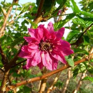 de bloem van de prachtframboos