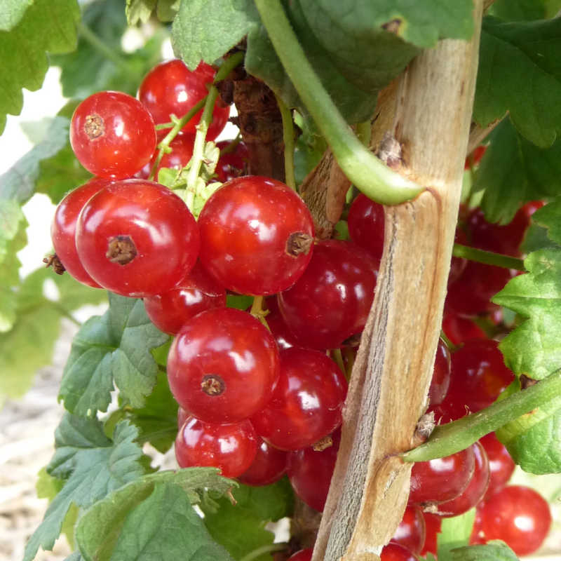 Aalbes Cherry