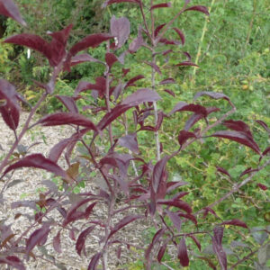 Het rode blad van de sleedoorn purpurea