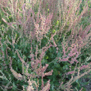 Spaanse zuring ‘Silver Leaf’