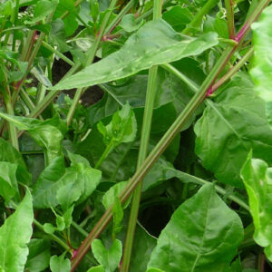 Blad en stengel van de strandbiet