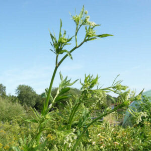 De bloem van de suikerwortel.