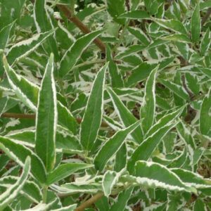 Gewone vlier Variegata