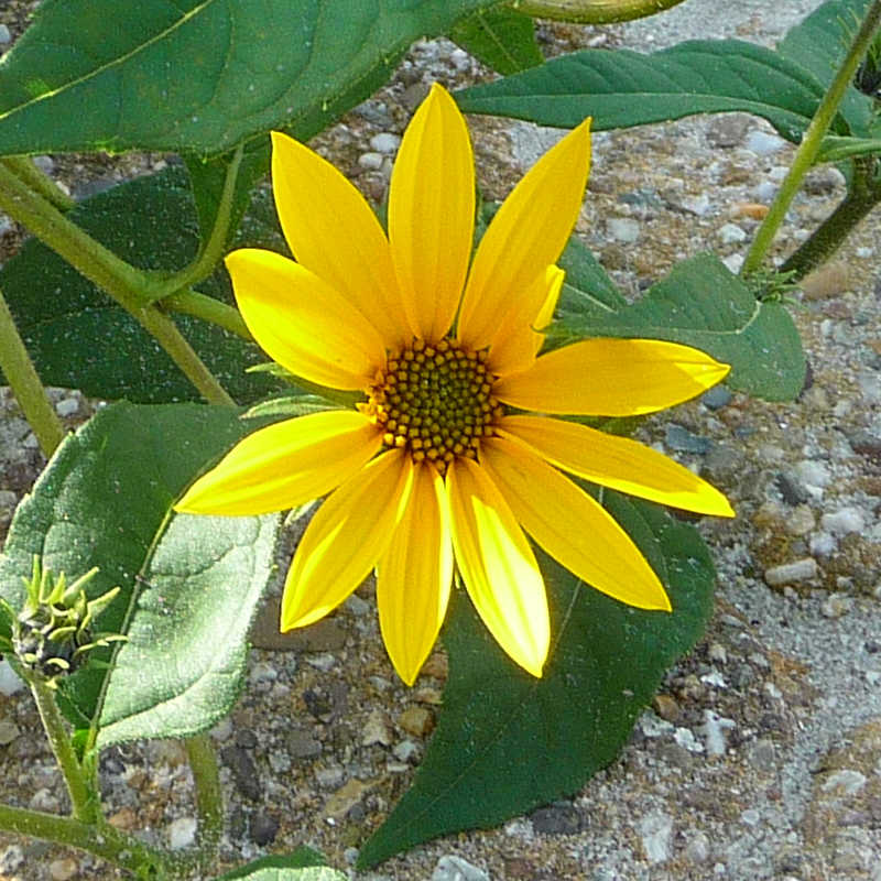 De gele bloem van de zonnebloem