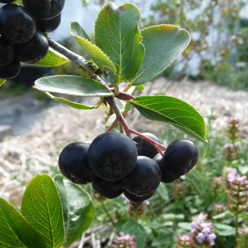 De eetbare bessen van de zwarte appelbes Nero.
