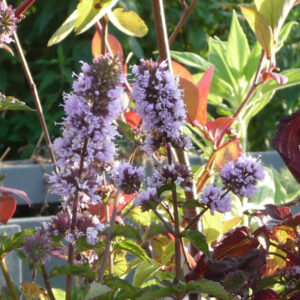 Jessica’s Sweet Pear munt