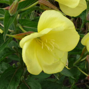 De gele bloemen van de middelste teunisboem.