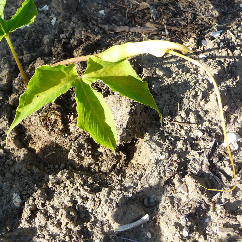 Driebladige pinellia