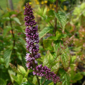 Griekse munt 'Dionysos'