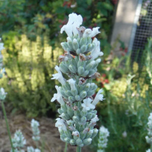 De witte bloemaar van de lavendel Alba