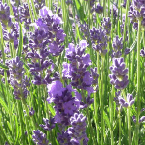 Lavendel Essence Purple