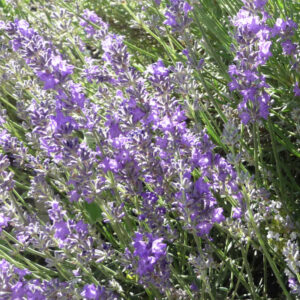 Lavendel Imperial Gem