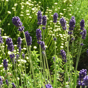 Lavendel Twickel Purple