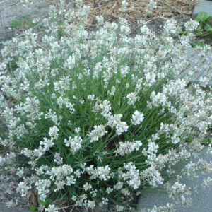 Lavendel White Fragrance