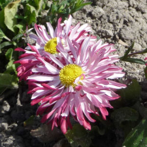Madeliefje Rose Ball
