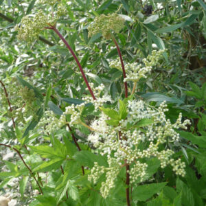 Moerasspirea