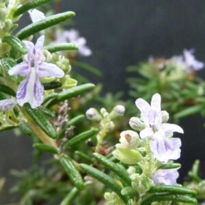Rozemarijn Baie de Douarnenez