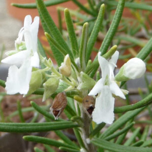 Rozemarijn Blanc des Calanques