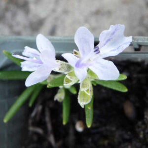 Rozemarijn Blue Winter